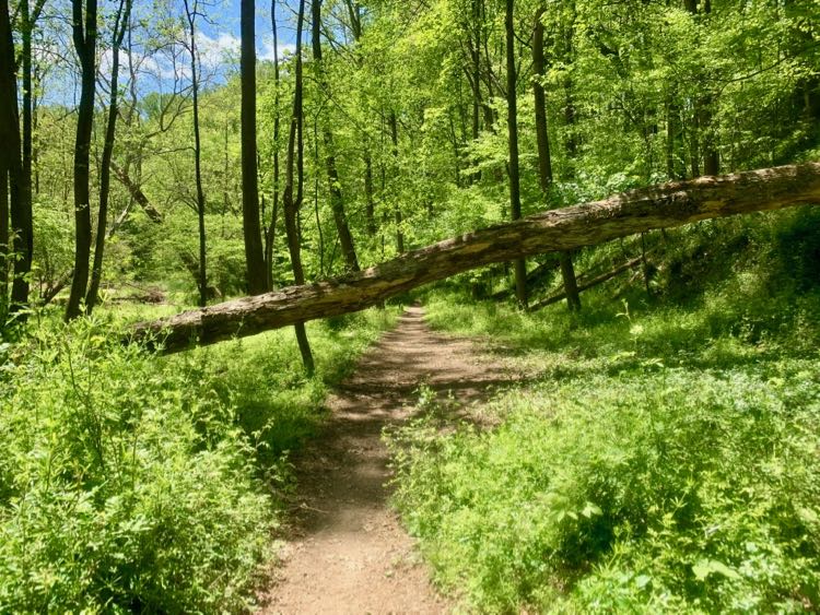 Wooded path on Fairfax CCT segment 8