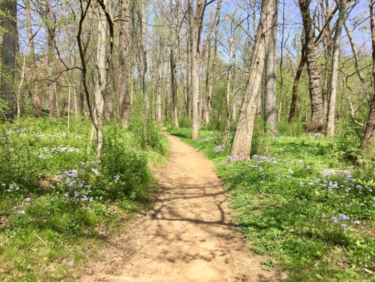 Spring wildflowers on the Fairfax CCT