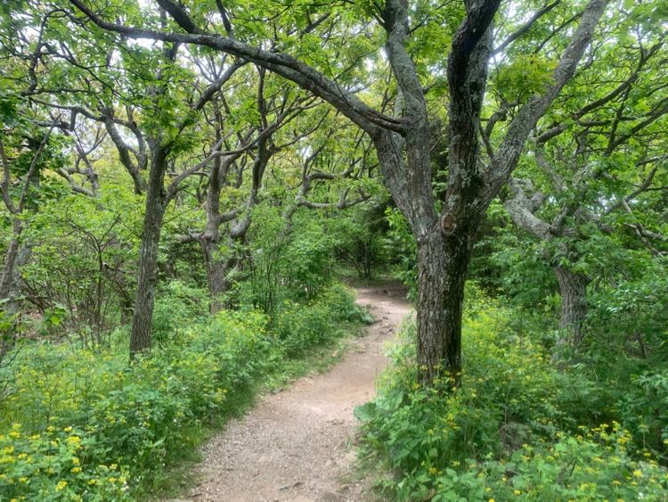 Stony Man Trail Shenandoah NP