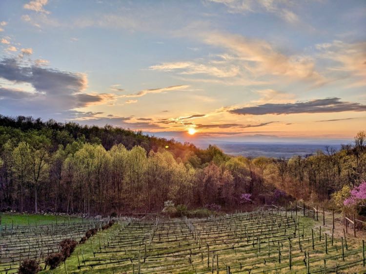 Twin Oaks Tavern Winery sunset by Jaclyn Kuzmitsky