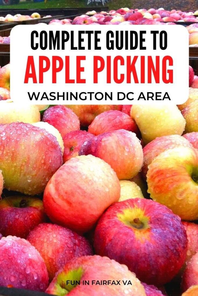 Complete guide to apple picking in Virginia and festival fun at beautiful apple orchards, perfect for a day trip from Washington DC.