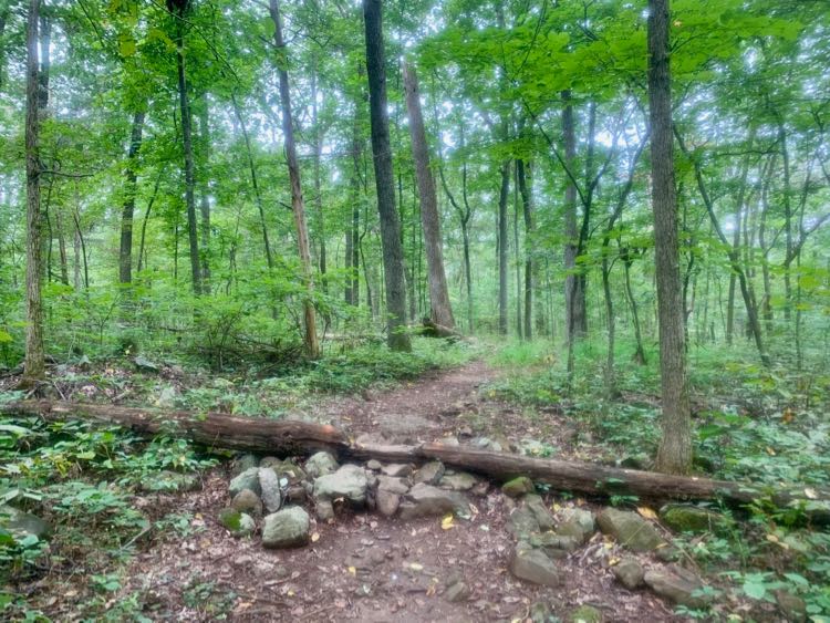 Bike feature on the Blue Trail