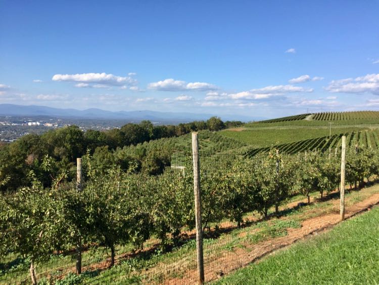 Carter Mountain Orchard has some of the best apple picking in Virginia and a gorgeous view