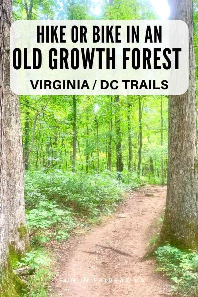 Explore shady trails on an easy hike through old-growth hardwoods and pine near the Manassas Battlefield in Northern Virginia.