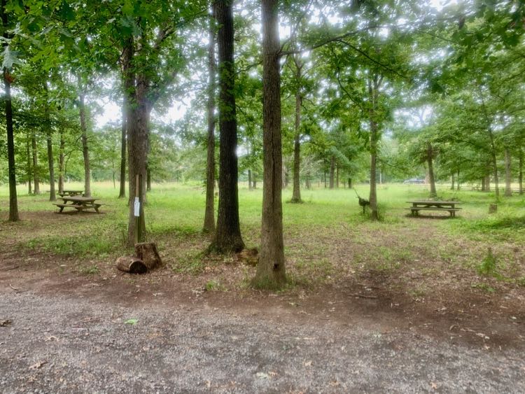 Conway Robinson State Forest picnic area