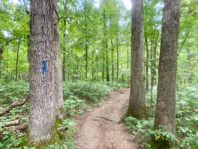 Conway Robinson State Forest hike