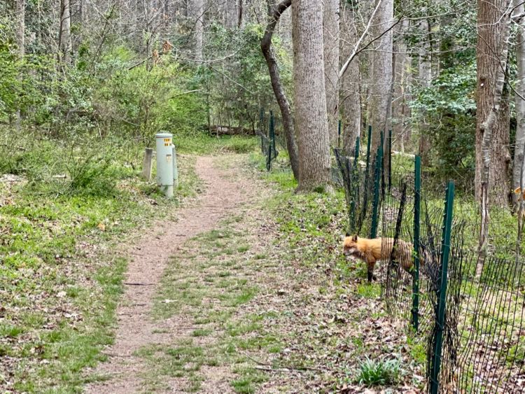 A fox crosses the Glade Stream Valley Trail in Reston Virginia