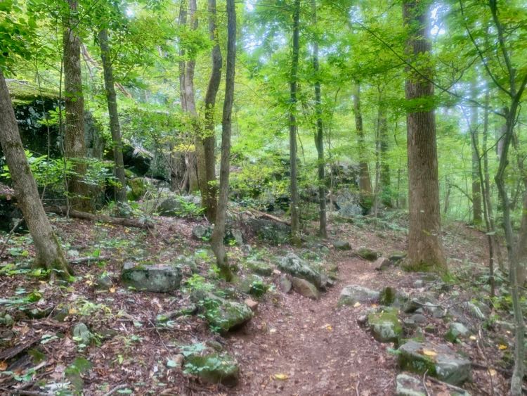 Orange Trail Robinson Forest hike