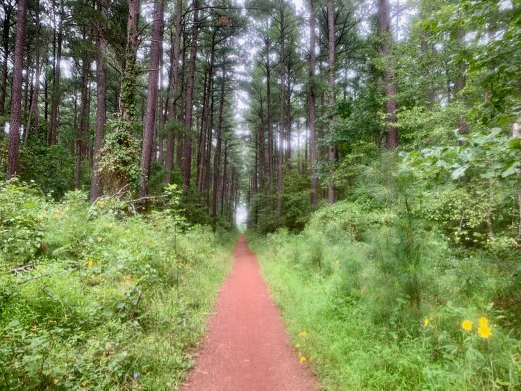 Pine forest transition Conway Robinson Forest hike