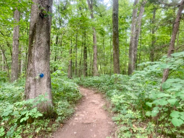 Conway Robinson Forest hike Blue Trail