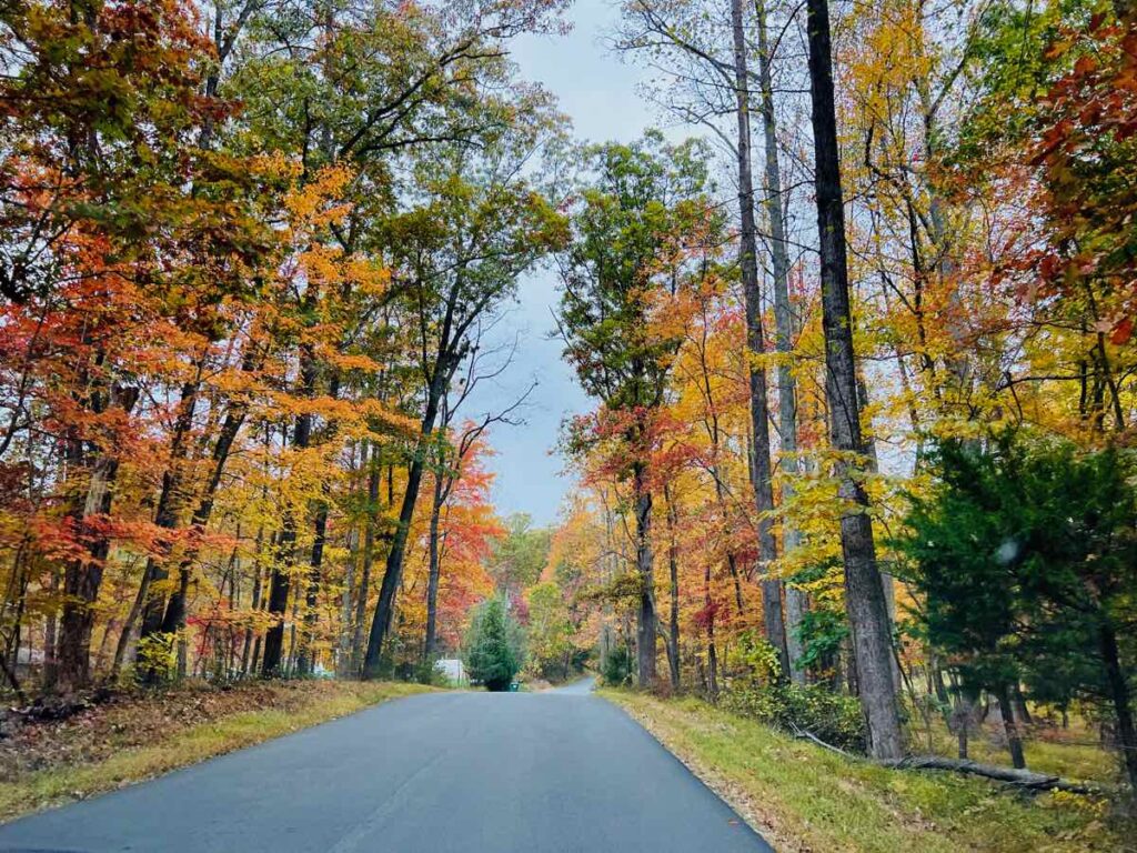 Fall Foliage in Haymarket VA