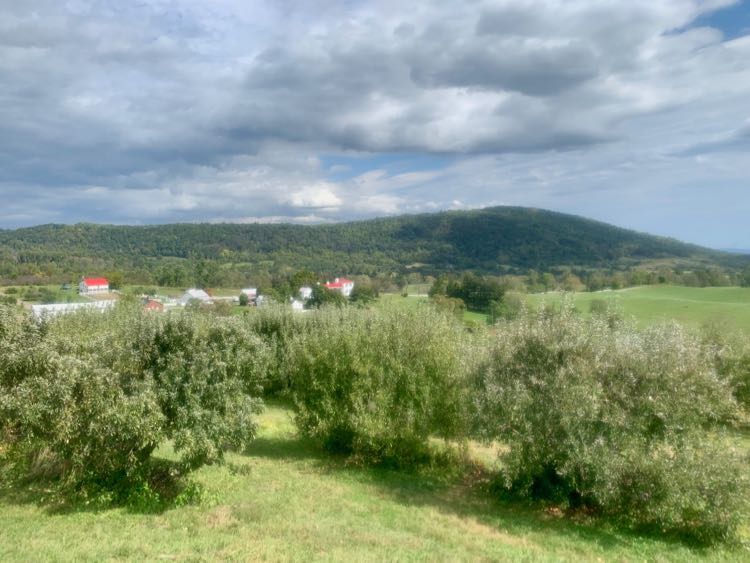 View from Hartland Orchard in Markham VA