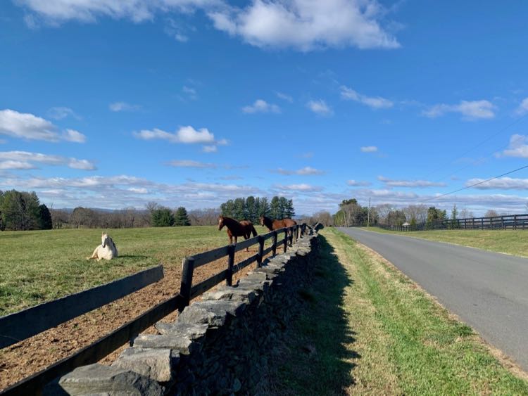 Horses in Middleburg VA