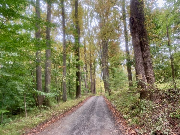 Unpaved road in The Plains VA