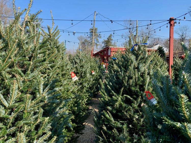 Christmas tree market in Northern Virginia