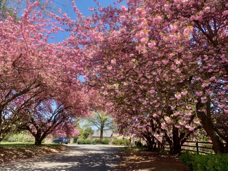 Ad Hoc Road cherry trees in Great Falls VA