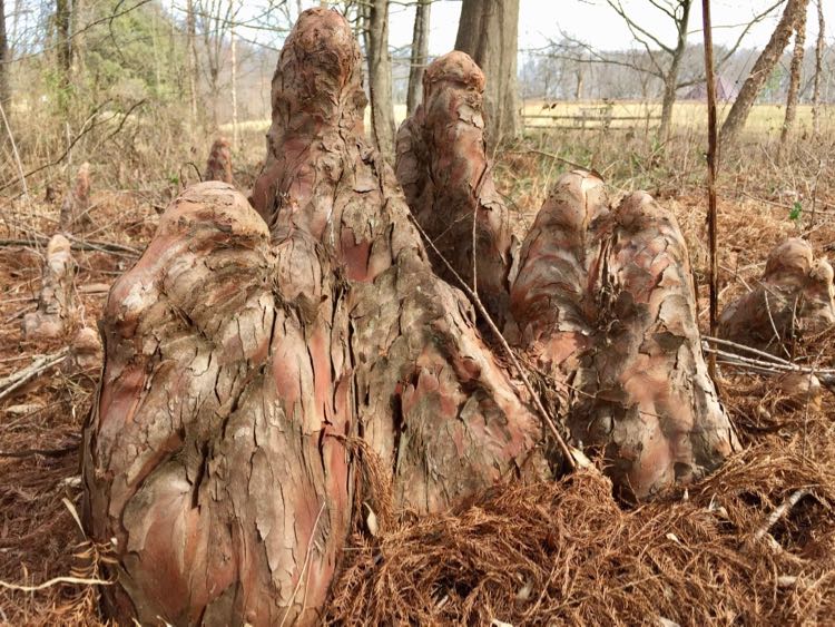 Cypress knees in the Virginia wetland area