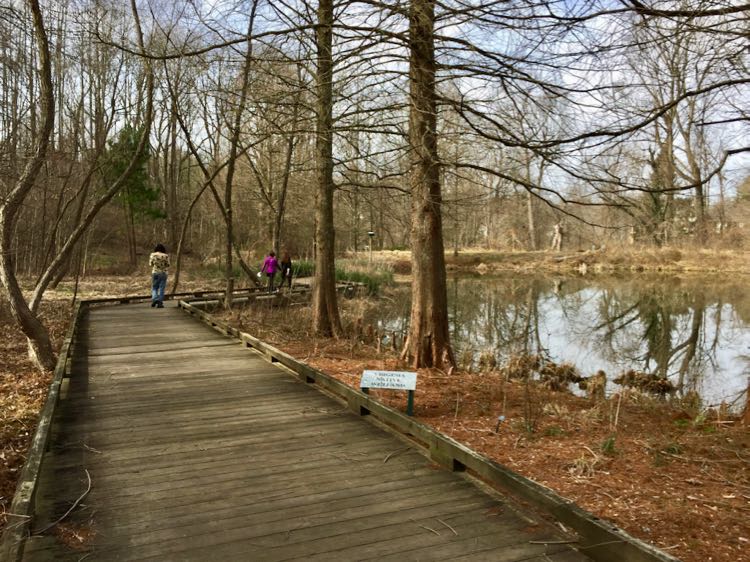 Virginia wetland boardwalk