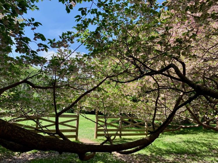 Cherry branches and gate on the Meadowlark Connector Trail