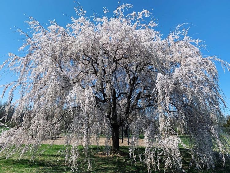 Blossoming cherry tree at Baron Cameron Park in Reston VA