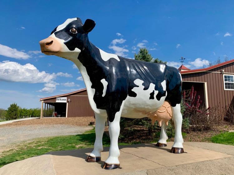 Cow statue at the entrance to Great Country Farms