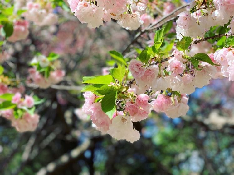 Late-blooming cherry blossoms on Connector Trail