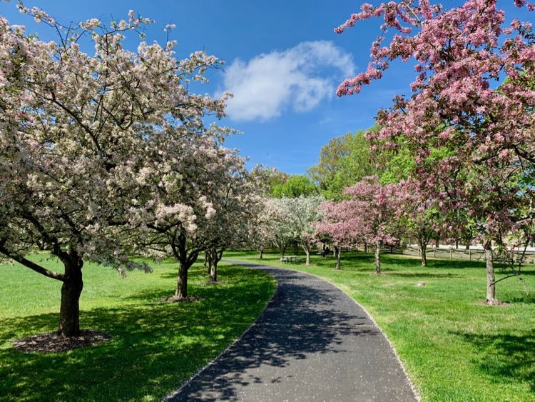 Meadowlark Gardens outer path lined with apple blossoms