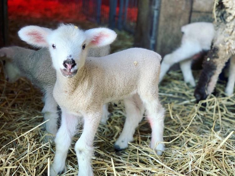 Baby lamb at Frying Pan Farm Park in Northern Virginia