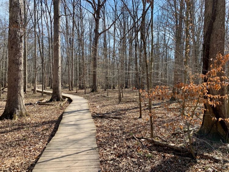 Bull Run Occoquan Trail boardwalk