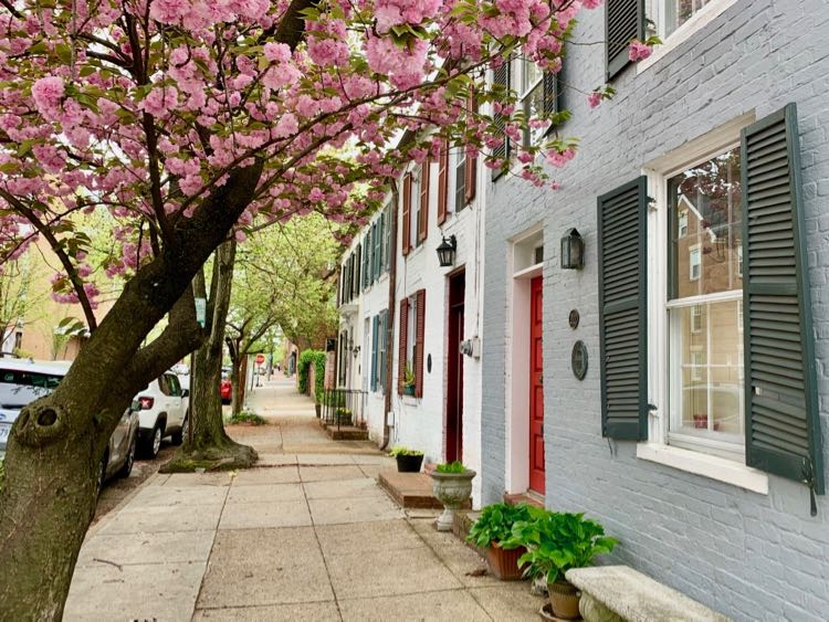 Late-blooming Kwanzan cherry blossoms in Old Town Alexandria