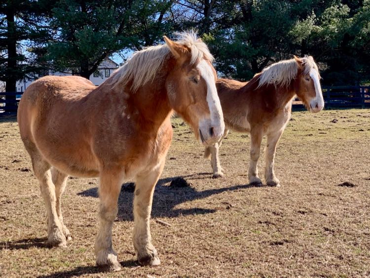 Draft horses at Frying Pan Park