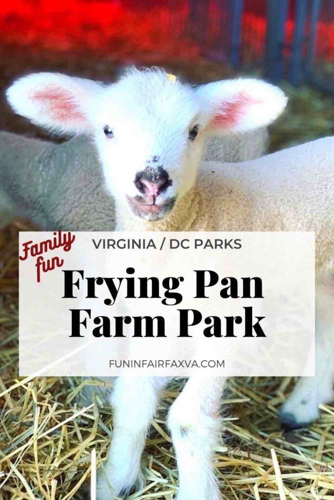 Visit Frying Pan Farm Park for free, family-friendly fun and see over 100 farm animals while you learn about farm life in Northern Virginia.