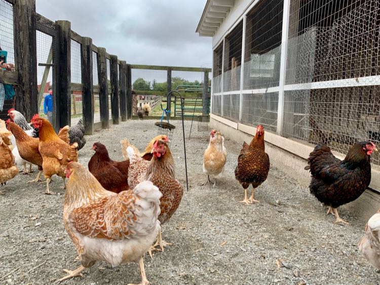 Frying Pan Park chickens