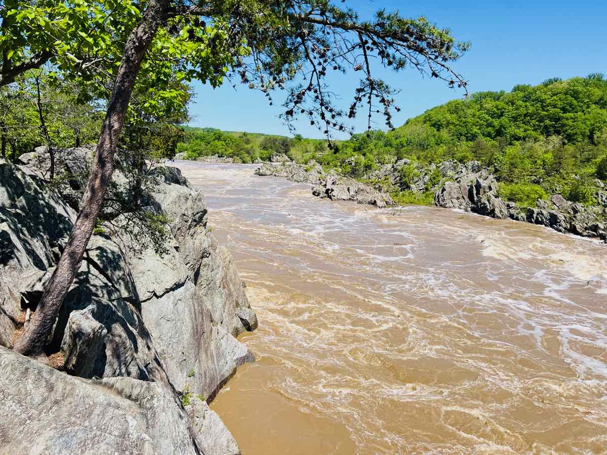 High Potomac River Fills Mather Gorge from the River Trail at Great Falls Park