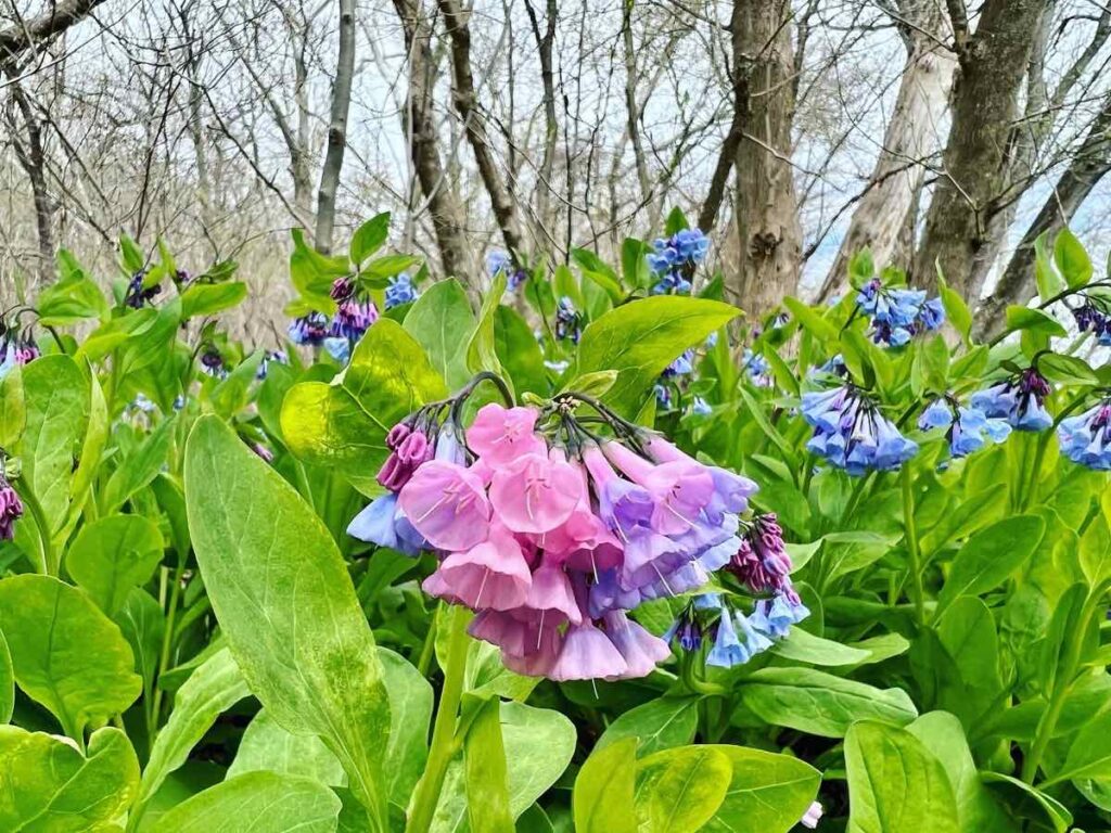 Virginia bluebells in pink and blue colors are among the most beautiful spring wildflowers in Northern Virginia