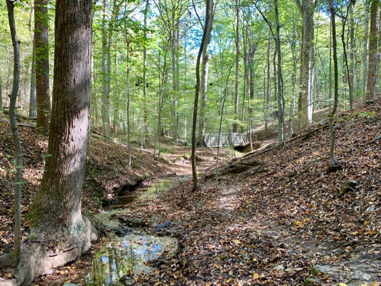 The wooded Seneca Connector Trail leads to the Potomac River in Seneca Park