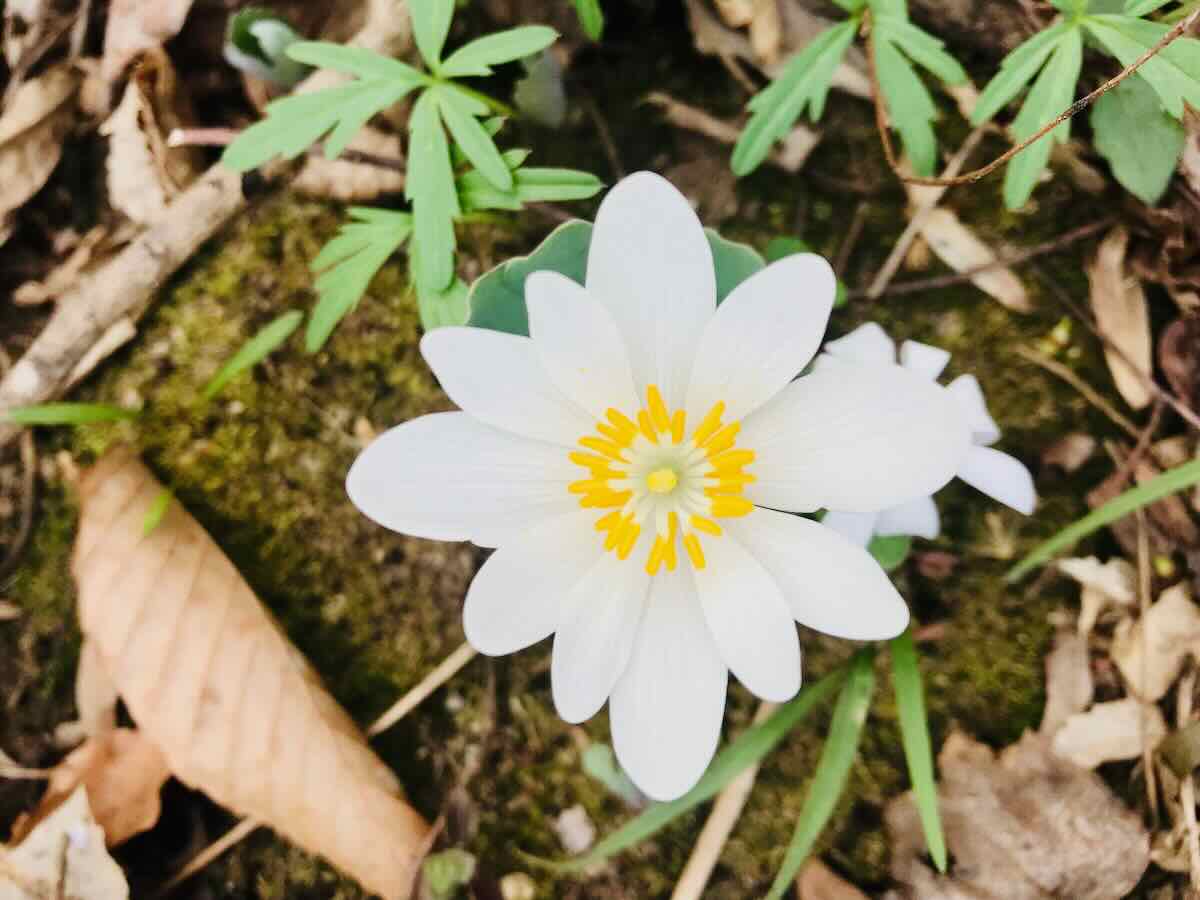 White Bloodroot, one of the prettiest Spring Wildflowers in Northern Virginia