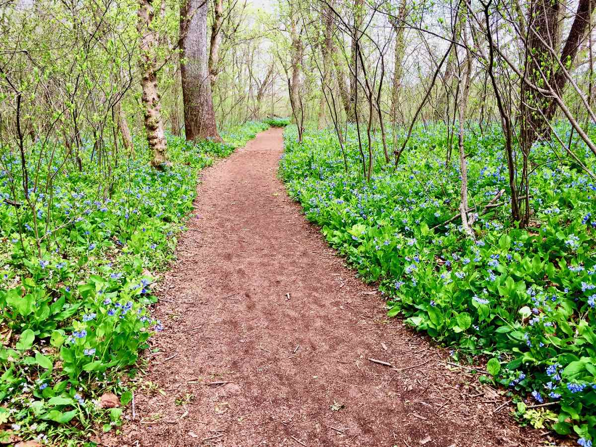 Bluebells on the Potomac Heritage Trail at Riverbend Park, one of the Best Spring Hikes in Northern Virginia