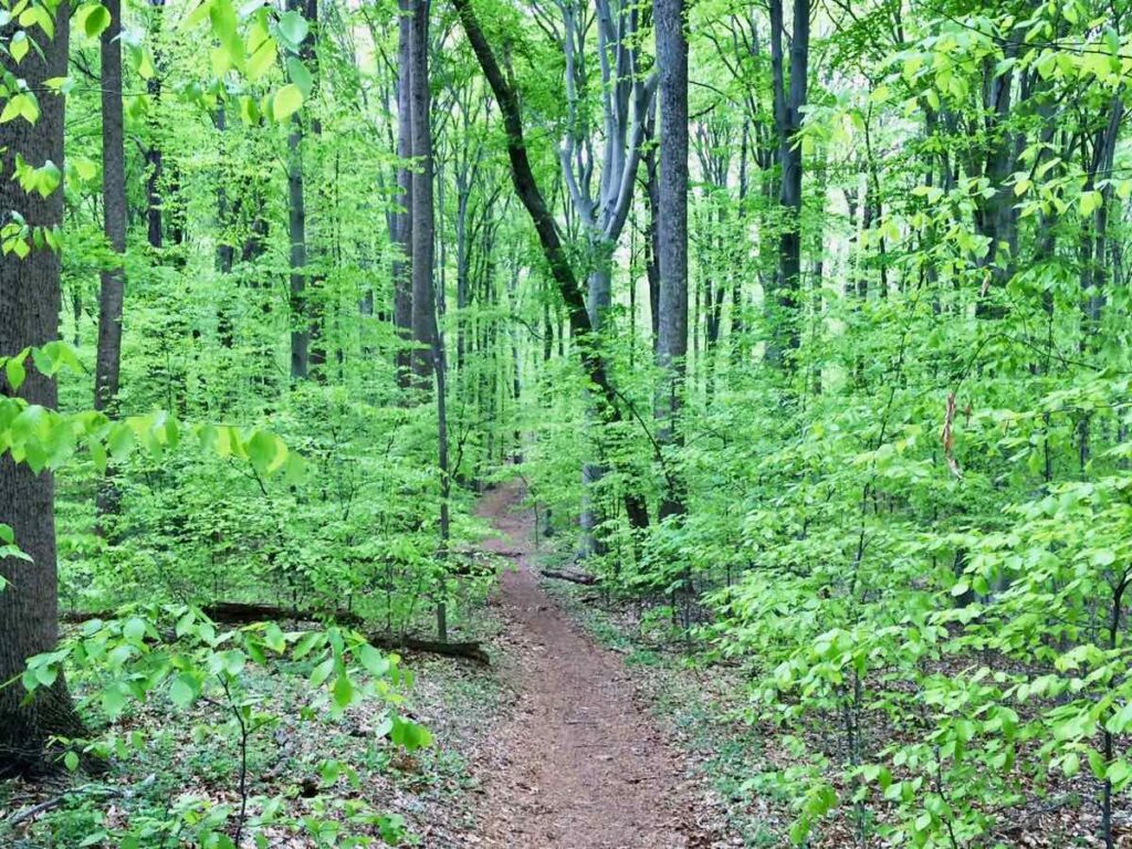 Bright green foliage lines a Spring Trail at Seneca Park in Northern Virginia