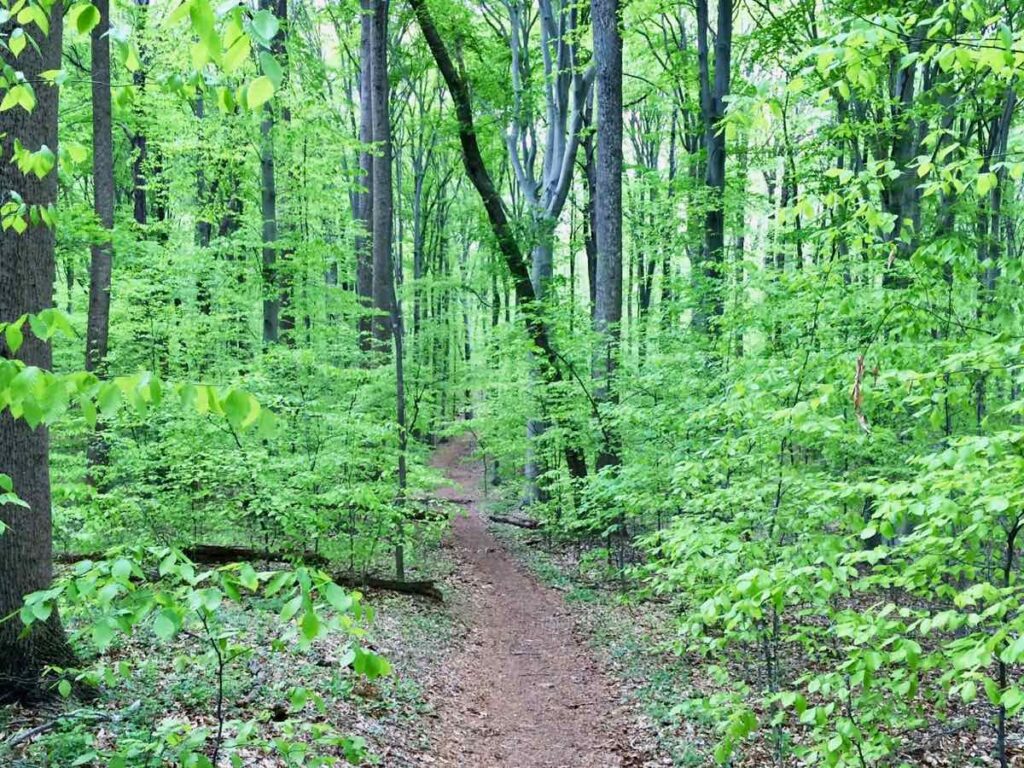 Bright green foliage lines a Spring Trail at Seneca Park in Northern Virginia