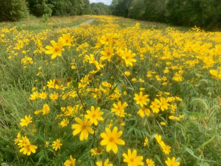 Tickseed in bloom in late summer at Cub Run Stream Valley Trail in Northern Virginia