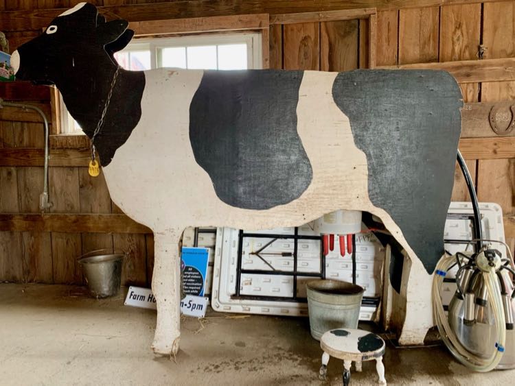 The Frying Pan Park milking station is one of the fun activities for kids.