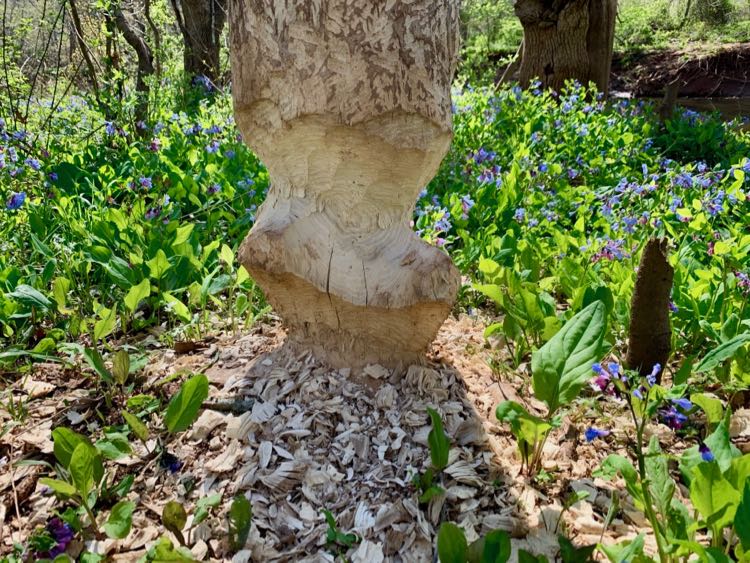 Beaver-gnawed tree at Bull Run Park in Northern Virginia