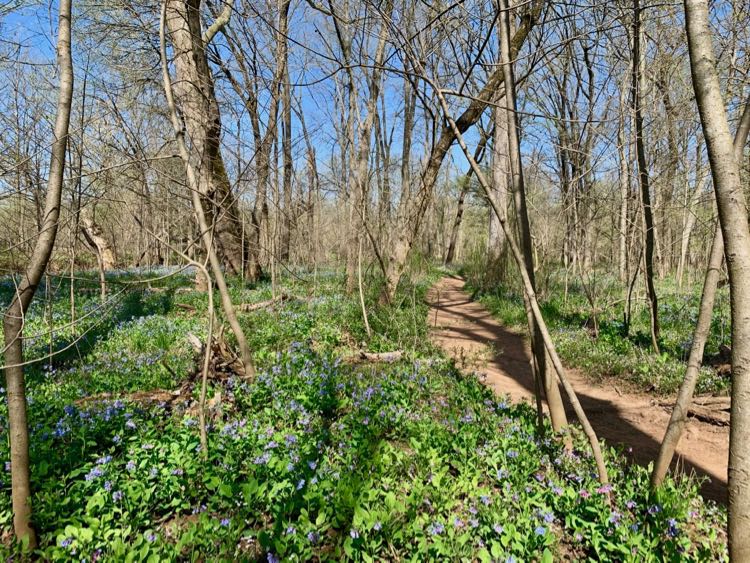 Beautiful Bluebell Trail hike in Northern VA