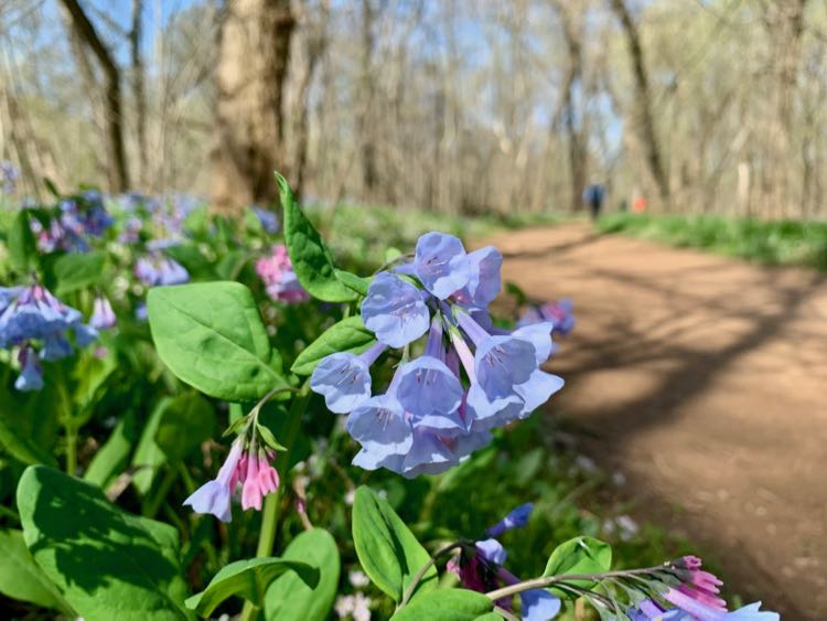 Bluebell Trail loop hike