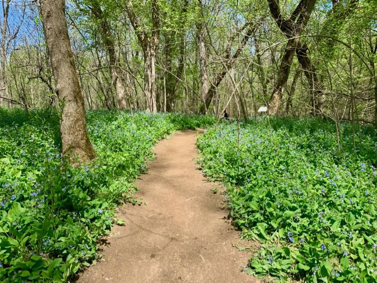 Bluebell-lined Ridge to River Trail in Bluemont