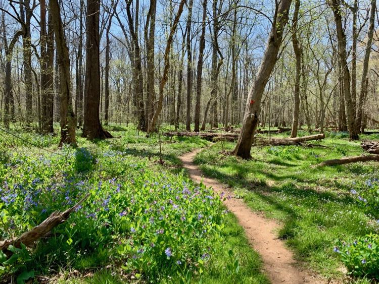 Bluebells at Merrimac Farm Nokesville