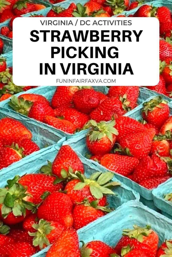 Strawberry picking in Virginia is a fun spring activity for outdoor lovers, and u-pick farms in Northern VA make a perfect day trip from DC. Things to do in Virginia.