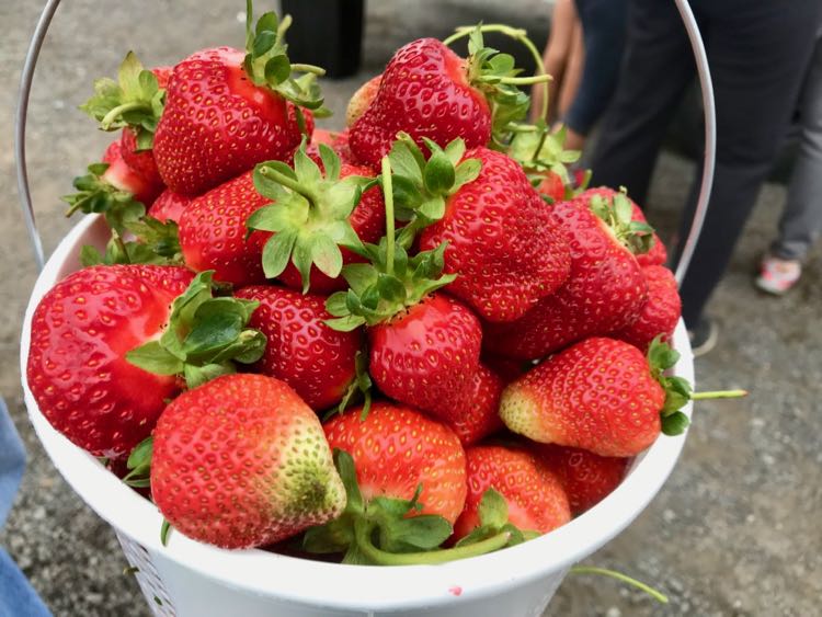 Strawberry picking in Virginia at u-pick farms near Washington DC