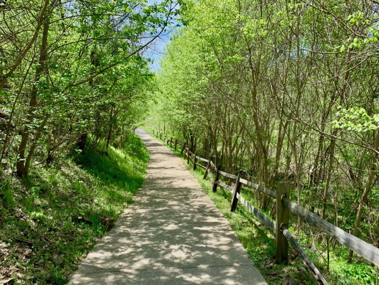 Tree lined trail at Cool Spring